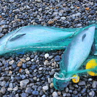 capture dauphin filet de peche