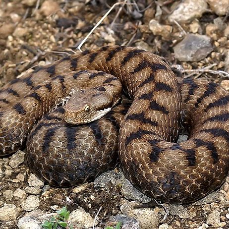 Vipera_aspis_Lothringen_062