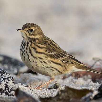 Wiesenpieper_Meadow_pipit