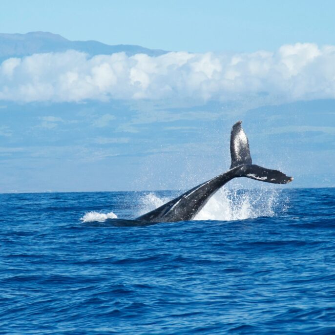 Baleine