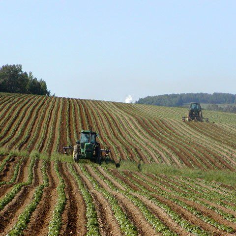 agriculture champ