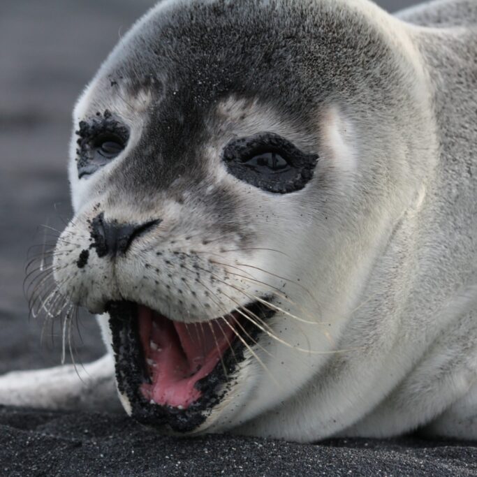 A horizontal shot of a happy baby seal on the black beach in Iceland