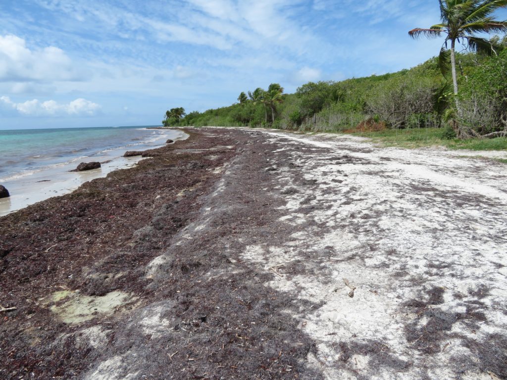 1. Projet_Gestion_Végétation_Haut_de_plage_Dépôts_Sargasses_Le Gosier_...étion