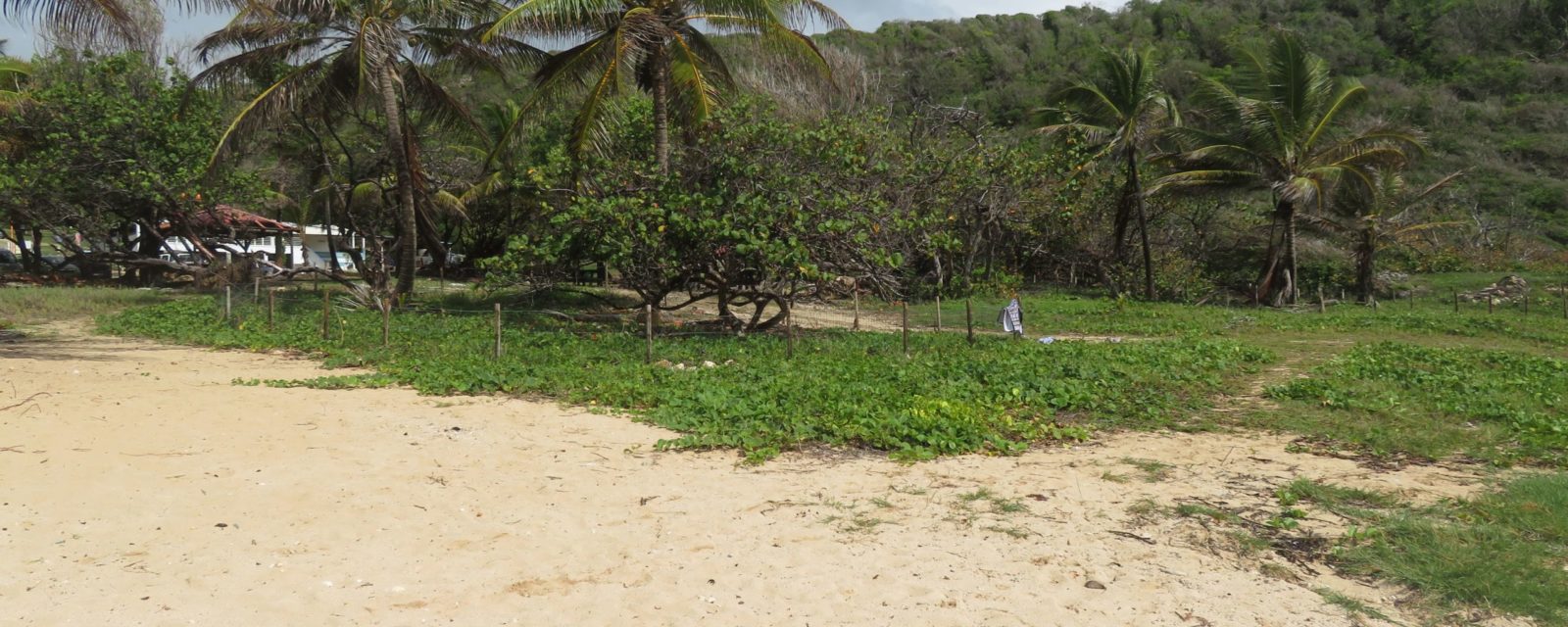 Projet ADAPTOM : une cartographie des projets de solutions d’adaptation fondées sur la nature