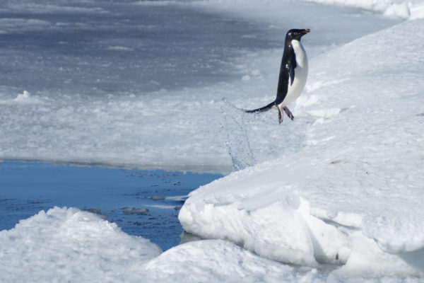 Colloque - La Recherche Scientifique en Antarctique : pourquoi, comment ?