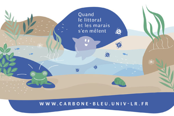 Carbone bleu, quand le littoral et les marais s’en mêlent 1