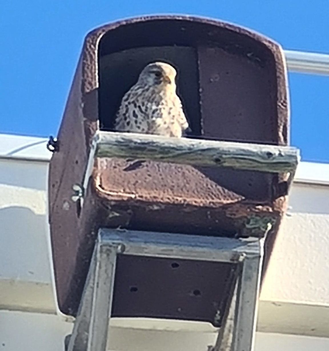 Installation de nichoirs à oiseaux sur le campus !