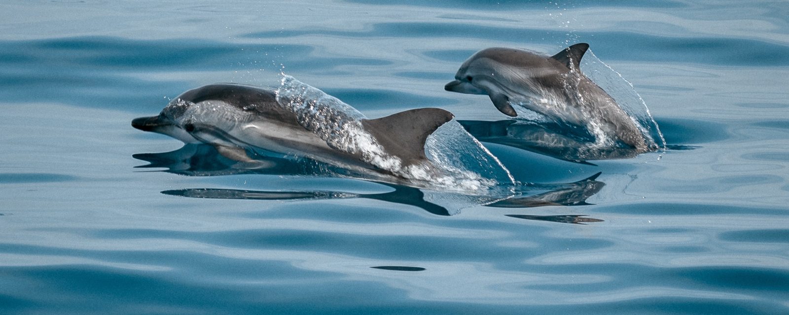 Lancement du projet CetAMBICion pour lutter contre l’échouage des dauphins