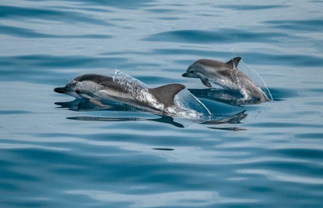 Lancement du projet CetAMBICion pour lutter contre l’échouage des dauphins