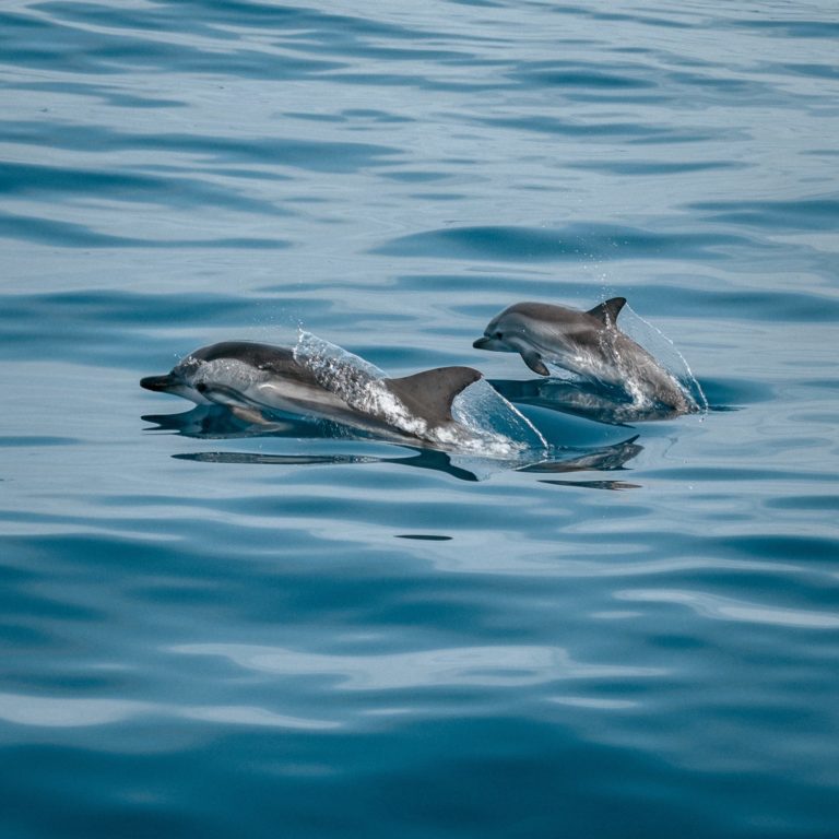 Lancement du projet CetAMBICion pour lutter contre l’échouage des dauphins