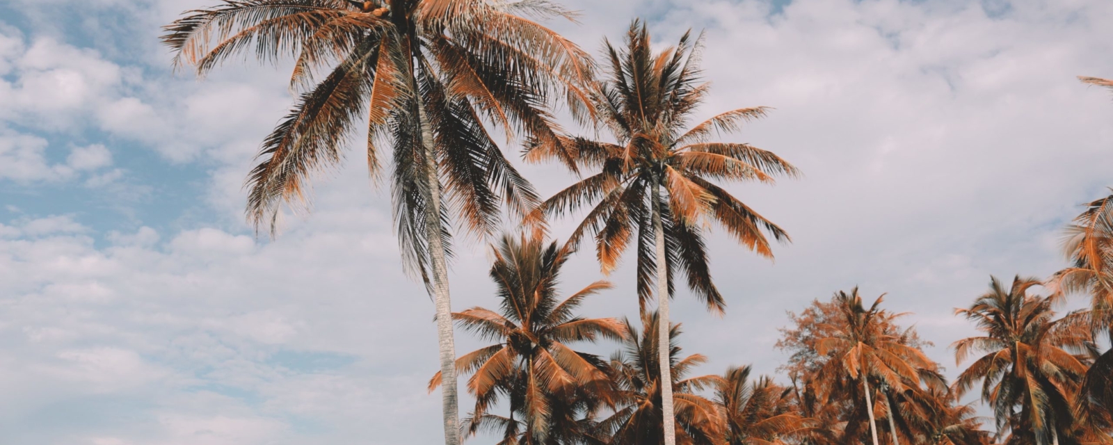Photo de palmiers