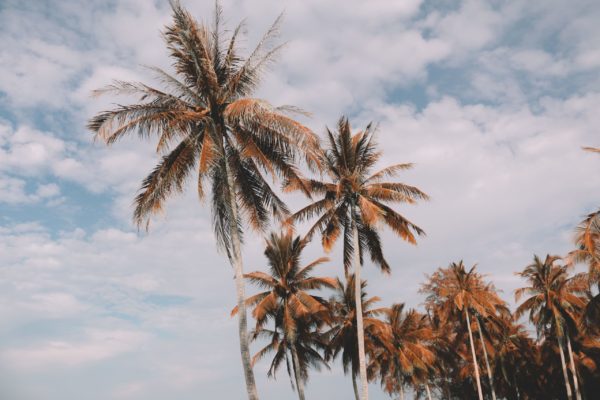 Photo de palmiers