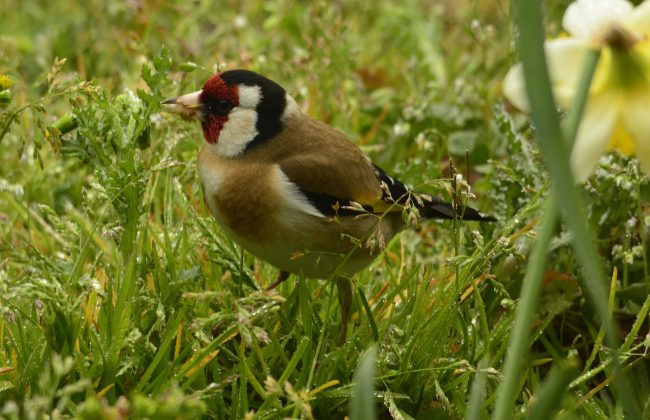 Les oiseaux à l'université de La Rochelle