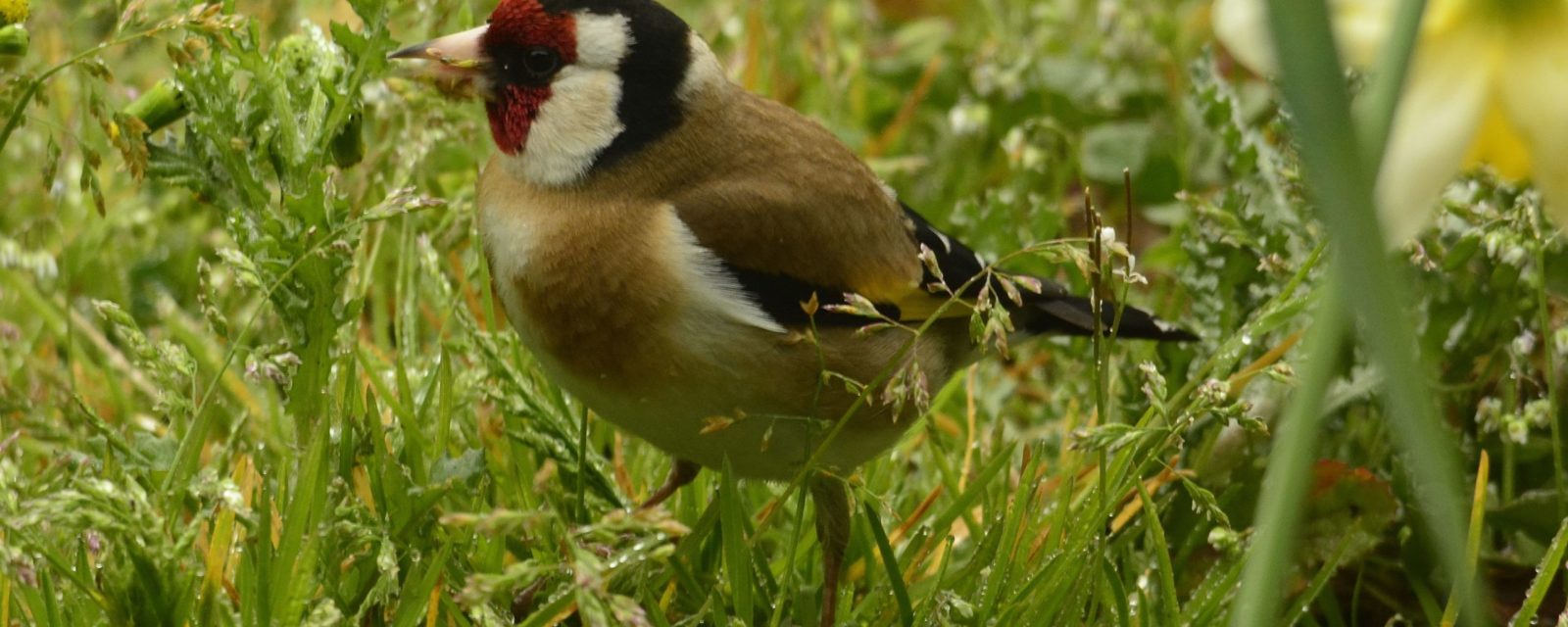 Les oiseaux à l'université de La Rochelle