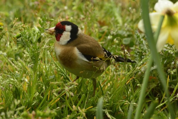 Les oiseaux à l'université de La Rochelle