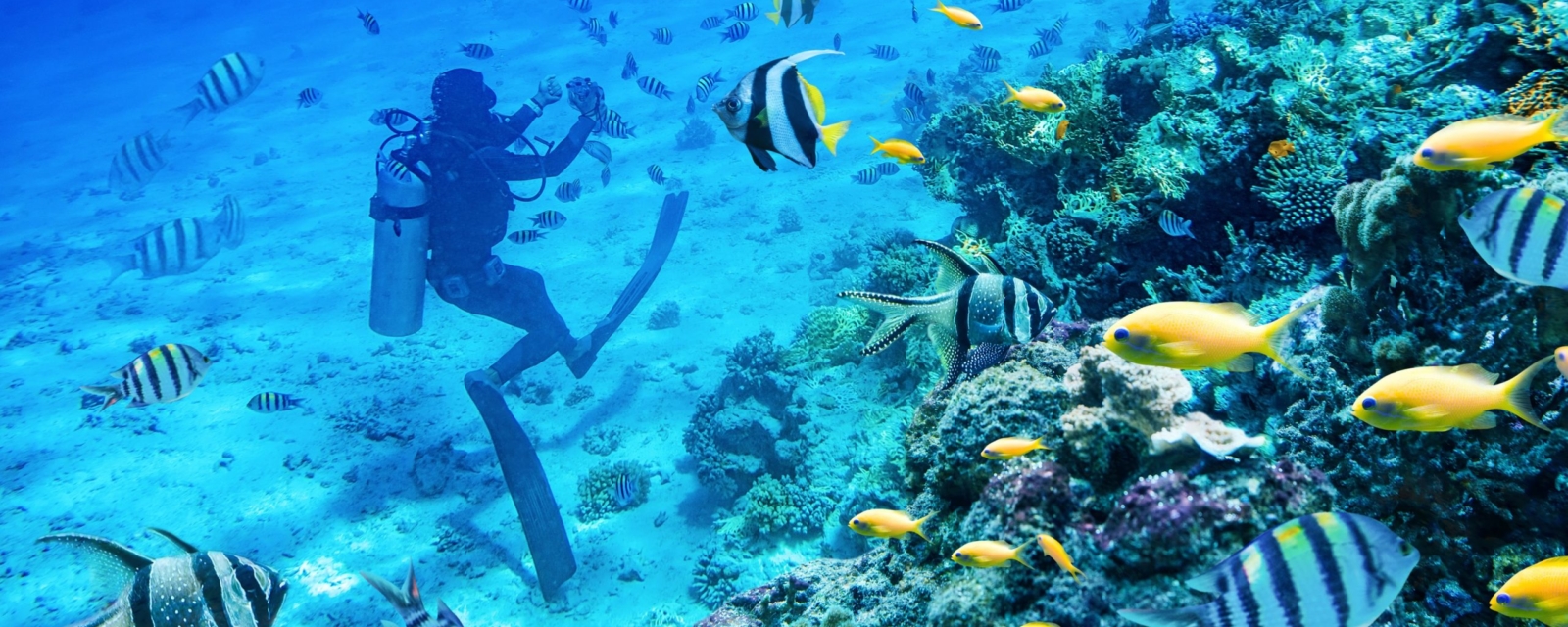 Photo plongeur fonds marins