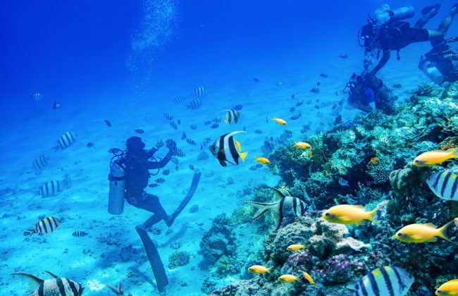 Photo plongeur fonds marins