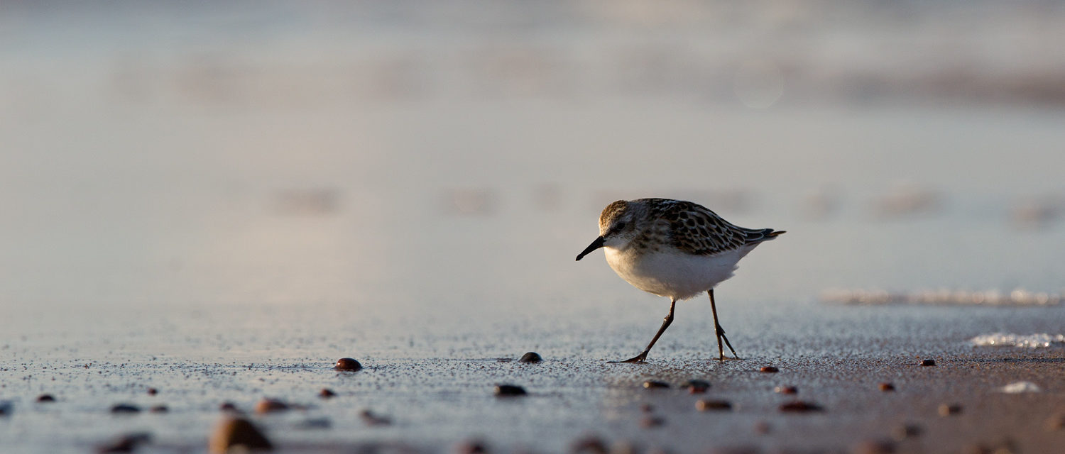 Smart urban coastal sustainability days 2020 Interdisciplinary approaches to the understanding of coastal systems  les 4 et 5 juin 2020 à La Rochelle Université