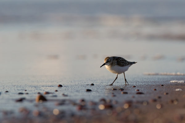 Smart urban coastal sustainability days 2020 Interdisciplinary approaches to the understanding of coastal systems  les 4 et 5 juin 2020 à La Rochelle Université