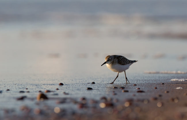 Smart urban coastal sustainability days 2020 Interdisciplinary approaches to the understanding of coastal systems  les 4 et 5 juin 2020 à La Rochelle Université