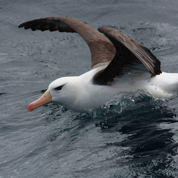 Une chaire d’excellence régionale pour l’écologie et la conservation des oiseaux et mammifères marins