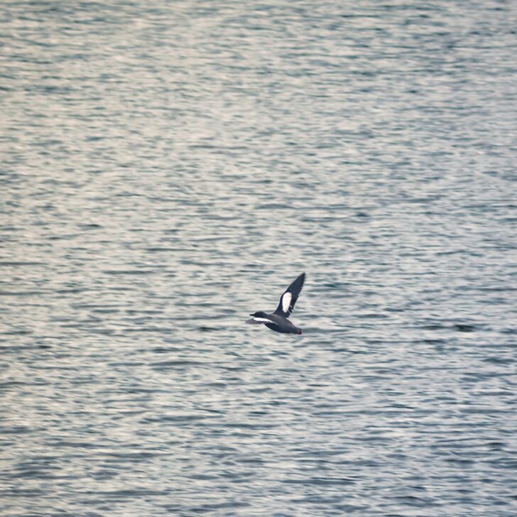 Oiseau arctique