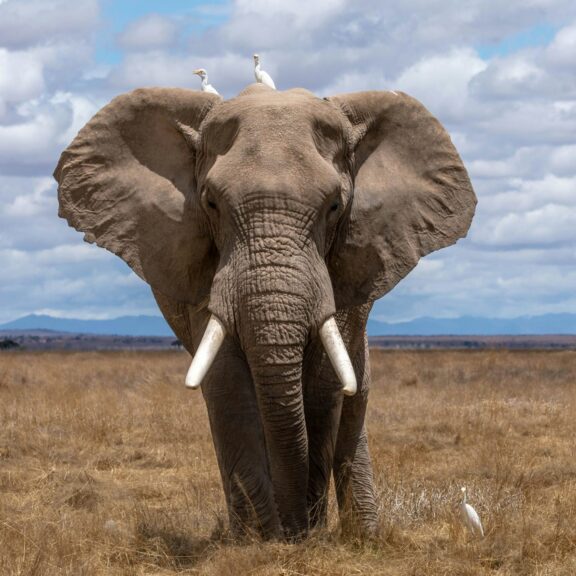 Elephant