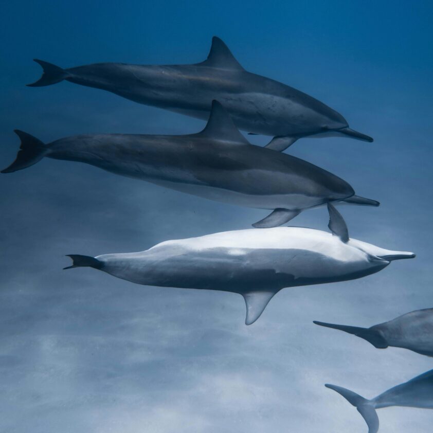 pexels-arthousestudio-4591717