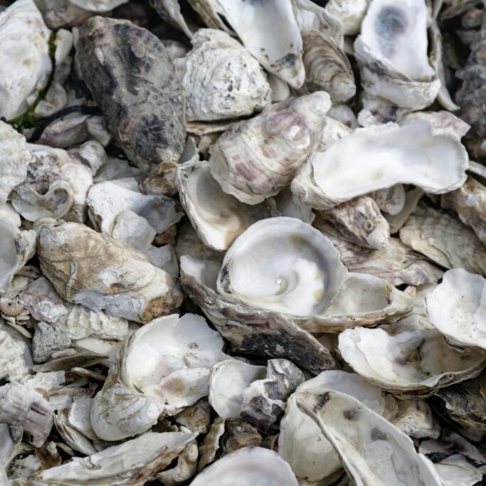 pexels-gu-bra-11680150-17836797