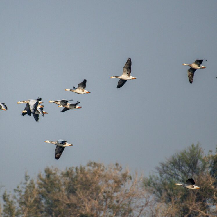 pexels-rajukhanp-35978727