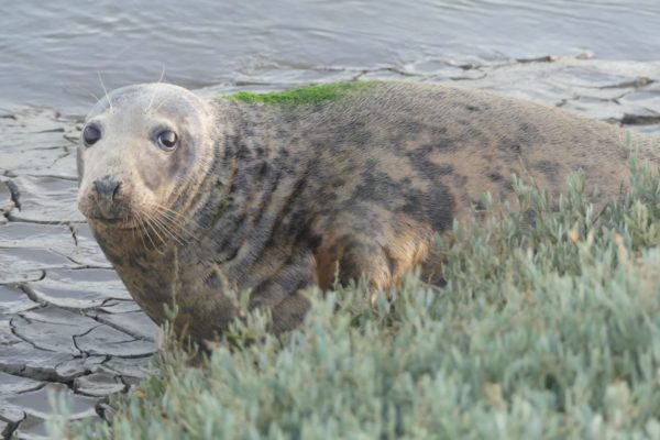 Présence d’un phoque gris à Saujon