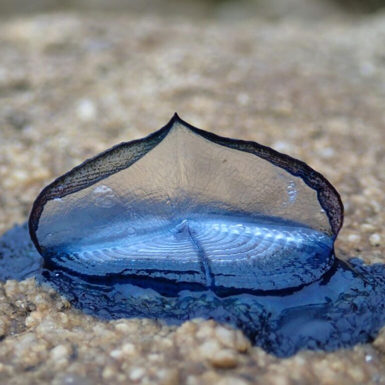 Crédit photo : Karine Tournemille / Office français de la biodiversité